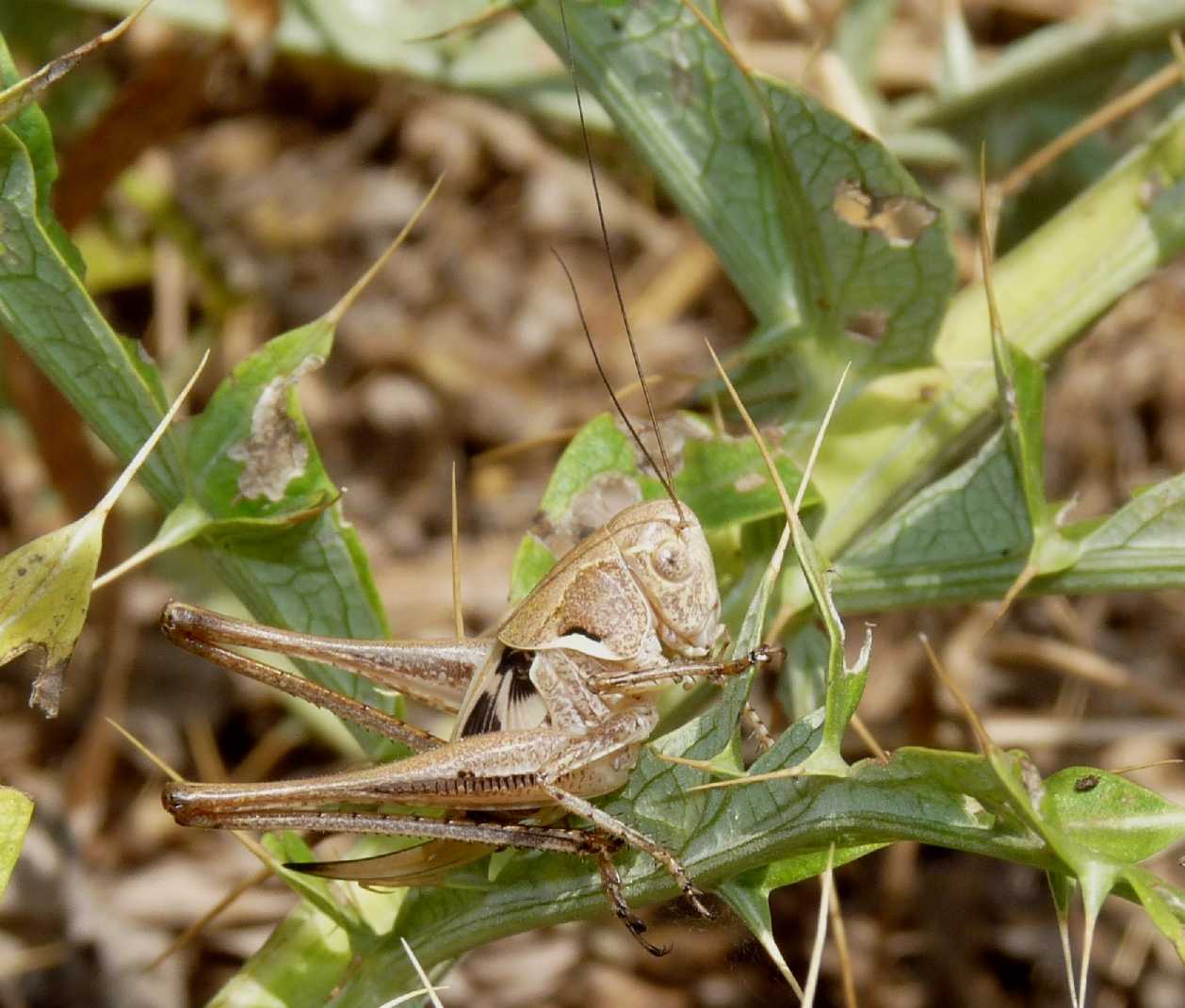 Platycleis sp.